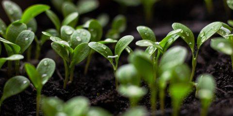 seedlings